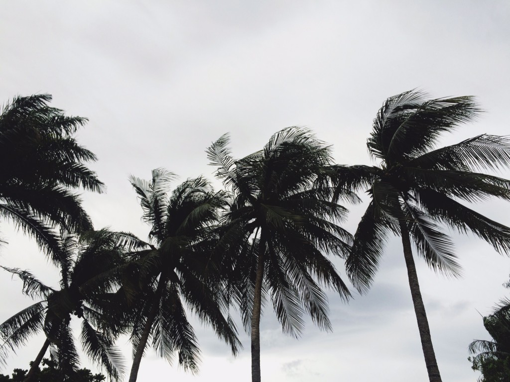 palm trees blowing