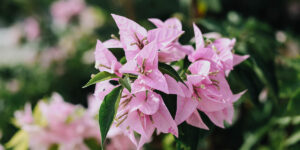 Easter reflections from Haiti